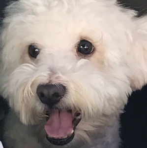 Meet your Posher, Phillip